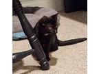 Jubal24, Domestic Shorthair For Adoption In Youngsville, North Carolina