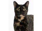 Autumn, Domestic Shorthair For Adoption In Kalamazoo, Michigan