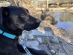 Hope, Labrador Retriever For Adoption In Wendell, North Carolina