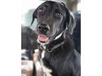 Sniffers, Labrador Retriever For Adoption In Crestview, Florida