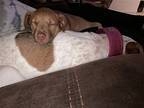 Tweety, Labrador Retriever For Adoption In Rosenberg, Texas