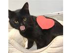 Everett, Domestic Shorthair For Adoption In Columbus, Ohio