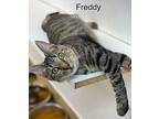 Freddy - Petsmartplantationfosterhome, American Shorthair For Adoption In