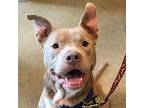 George, Border Terrier For Adoption In Richmond, Virginia