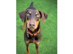 Maisie, Doberman Pinscher For Adoption In San Francisco, California