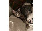 Andrew, Domestic Shorthair For Adoption In Springfield, Pennsylvania