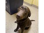 Luna, Labrador Retriever For Adoption In Merriam, Kansas