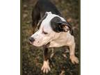 Kelce, American Pit Bull Terrier For Adoption In Merriam, Kansas