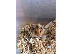 Lil Mac, Hamster For Adoption In Faribault, Minnesota