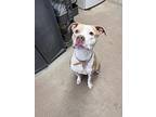 Aries, American Pit Bull Terrier For Adoption In Madison Heights, Michigan