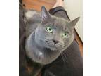 Smokey, Domestic Shorthair For Adoption In Louisa, Virginia