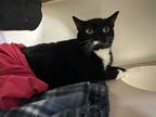 Amelia, Domestic Shorthair For Adoption In Blackwood, New Jersey