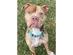 Tetrus, American Pit Bull Terrier For Adoption In Baltimore, Maryland