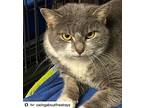 Lusee, American Shorthair For Adoption In Westwood, New Jersey