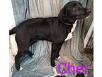 Cher, Labrador Retriever For Adoption In Mena, Arkansas