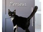 Perseus #expert-snuggler, Domestic Mediumhair For Adoption In Houston, Texas