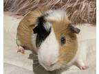 Dapper, Guinea Pig For Adoption In Tujunga, California