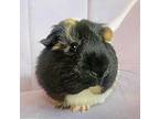 Cookie, Guinea Pig For Adoption In Tujunga, California
