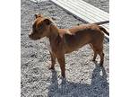 Bonbon, American Pit Bull Terrier For Adoption In Newport, North Carolina