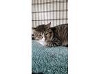 Peter, Domestic Shorthair For Adoption In Lorain, Ohio
