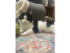 Quinn, Domestic Shorthair For Adoption In Chicago, Illinois