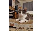 Ollie Wiedel, Domestic Shorthair For Adoption In Chicago, Illinois