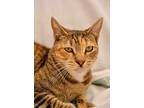Gypsy, Domestic Shorthair For Adoption In Rowland Heights, California