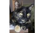 Rosie - Sweet Lazy Girl!, Domestic Mediumhair For Adoption In New Hartford