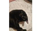 Big Frank, Domestic Shorthair For Adoption In Chicago, Illinois