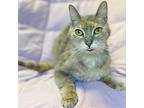 Jersey, Domestic Mediumhair For Adoption In Rowland Heights, California