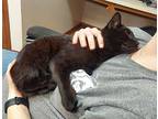 Bob, Domestic Shorthair For Adoption In Lorain, Ohio