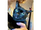 Gale, Domestic Shorthair For Adoption In Lorain, Ohio