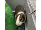 Sabine, Guinea Pig For Adoption In Lowell, Massachusetts