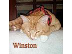 Winston, Domestic Shorthair For Adoption In Great Mills, Maryland