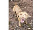 Chief, Airedale Terrier For Adoption In Lihue, Hawaii