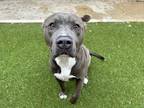 Manny, American Pit Bull Terrier For Adoption In San Antonio, Texas