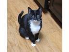 Velcro, Domestic Shorthair For Adoption In Fort Worth, Texas