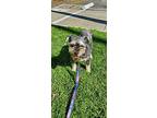 Lucy, Schnauzer (miniature) For Adoption In Los Angeles, California