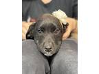 Nova #2 - Available 2/23, Labrador Retriever For Adoption In Andover, New Jersey