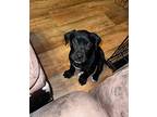 Raven - Available 2/23, Labrador Retriever For Adoption In Andover, New Jersey