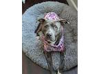 Lexi, American Staffordshire Terrier For Adoption In Rockford, Michigan