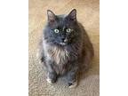 Skittles (24-034 C), Domestic Longhair For Adoption In Saint Johns, Michigan