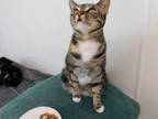 Adopt Peanut a Domestic Short Hair