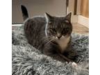 Adopt Maeve a Domestic Short Hair