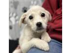 Adopt Taylor Litter a Mixed Breed