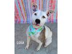 Adopt Lola a Pit Bull Terrier