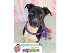 Adopt Furbie a Labrador Retriever, Australian Cattle Dog / Blue Heeler