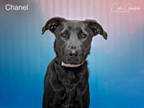Adopt CHANEL a Mixed Breed