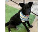 Adopt BROOKLYN a Shepherd, Mixed Breed