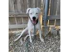Adopt APPLE a American Staffordshire Terrier, Mixed Breed